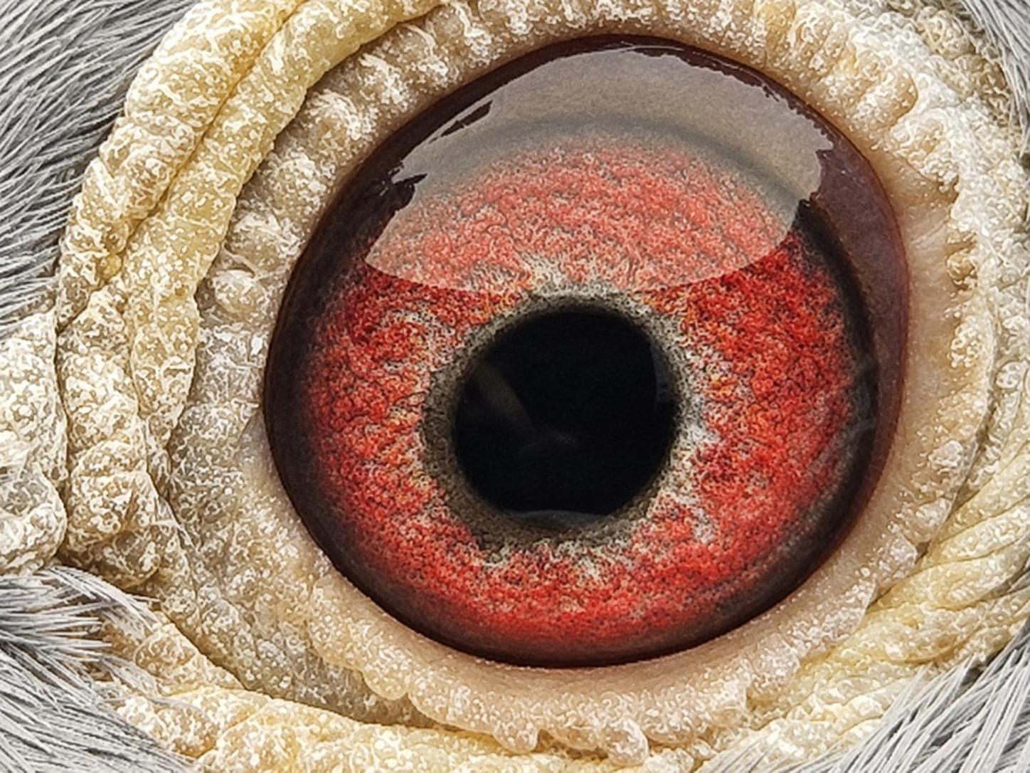 Pigeon eye